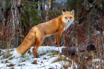 Червоний лис (Vulpes vulpes) стоїть на колоді в снігу, дивлячись на камеру в районі Кемпбелл-Крік, південно-центральна Аляска; Аляска, Сполучені Штати Америки. — стокове фото