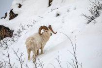 Bélier de Dall (Ovis dalli) errant et se nourrissant dans la région de Windy Point près de la Seward Highway pendant les mois d'hiver enneigés ; Alaska, États-Unis d'Amérique — Photo de stock