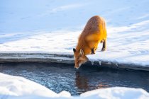 Raposa vermelha (Vulpes vulpes) em pé sobre neve e gelo e inclinada para baixo para a água para uma bebida na área de Campbell Creek no inverno, centro-sul do Alasca; Anchorage, Alasca, Estados Unidos da América — Fotografia de Stock