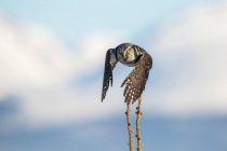 Северная сова ястреба (Surnia ulula), известная тем, что сидит на самом высоком из возможных окуней в поисках добычи, такой как летучие мыши, движущиеся вниз. Южно-центральная Аляска; Анкоридж, Аляска, Соединенные Штаты Америки — стоковое фото