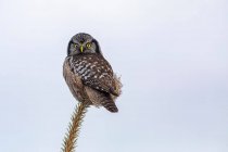 North Hawk Owl (Surnia ulula), відомий тим, що сидів на найвищому стільці, шукаючи здобич, таку як воли, що рухаються нижче. Південно-центральна Аляска; Анкоридж, Аляска, Сполучені Штати Америки — стокове фото