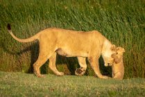León cachorro (Panthera leo) sentado mordiendo la cabeza de la madre, Parque Nacional del Serengeti; Tanzania - foto de stock