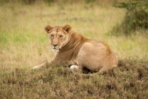 Leoa (Panthera leo) deitada em câmera de olhos baixos, Parque Nacional Serengeti; Tanzânia — Fotografia de Stock