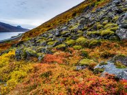 Tundra colorida na encosta ao longo do fiorde do Alftafjorour; Sudavik, região dos fiordes ocidentais, Islândia — Fotografia de Stock