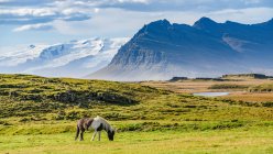 Cavallo (Equus Caballus) al pascolo in un campo erboso con le maestose montagne sullo sfondo, Islanda orientale; Hornafjorour, Regione orientale, Islanda — Foto stock