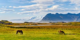 Horses (Equus Caballus) grazing in a grass field with the majestic mountains in the background, Eastern Iceland; Hornafjorour, Eastern Region, Iceland — Stock Photo