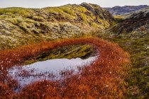 Close-up of snow inside a ring of red plants with small blossoms on the rugged tundra; Grimsnes- og Grafningshreppur, Southern Region, Iceland — Stock Photo