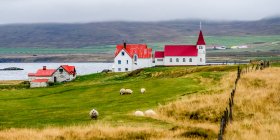 Escena pastoral con ovejas pastando (Ovis aries) en primer plano y techos rojos en una iglesia y edificios agrícolas a lo largo del fiordo; Strandabyggo, Westfjords, Islandia - foto de stock