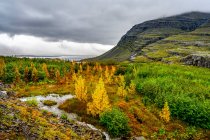 Autumn coloured foliage on the trees and tundra along the Berufjorour fjord; Djupivogur, Eastern Region, Iceland — Stock Photo