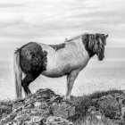 Black and white image of a multi coloured horse standing at the coast looking at the camera; Hunaping vestra, Northwestern Region, Iceland — Stock Photo