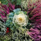 Vegetação florescente em cores vibrantes no chão; Islândia — Fotografia de Stock