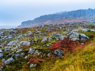 Plantes colorées et roche avec des falaises escarpées dans le brouillard, nord-ouest de l'Islande ; vestra Hunaping, région du nord-ouest, Islande — Photo de stock