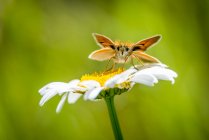 Primer plano de una mariposa del patrón de Essex (Thymelicus lineola) descansando sobre una margarita y mirando hacia la cámara, con un fondo cubierto de hierba borrosa detrás. West Glacier, Montana, Estados Unidos de América - foto de stock