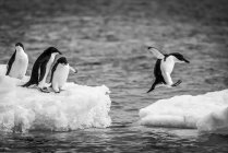 Tres pingüinos Adelie (Pygoscelis adeliae) observando otro salto entre dos témpanos de hielo. Bluff marrón; Antártida - foto de stock