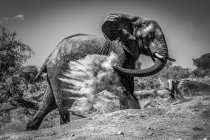 Африканский слон (Loxodonta africana) бросает пыль на себя своим стволом на склоне голой земли с деревьями на заднем плане под ясным небом. — стоковое фото