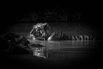 Bengal tigress (Panthera tigris tigris) with a catchlight in her eye lying up to her neck in the dark shadows of a water hole. — Stock Photo
