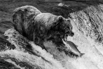 Ein Braunbär (Ursus arctos) im Begriff, einen Lachs in seinem Maul an der Spitze der Brooks Falls, Alaska, zu fangen. Kodiak, Alaska, Vereinigte Staaten von Amerika — Stockfoto