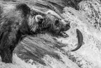 Braunbär (Ursus arctos) starrt mit geöffnetem Maul auf einen Lachs, den er gerade bei den Brooks Falls fangen will. Kodiak, Alaska, Vereinigte Staaten von Amerika — Stockfoto