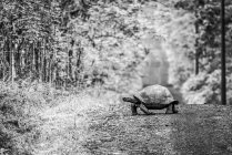 A Galapagos tortoise (Geochelone nigrita) lumbering slowly across a long, straight dirt road. Galapagos Islands — Stock Photo