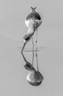 An immature black-winged stilt (Himantopus himantopus) with its beak in the water walking through the shallows of a perfectly calm lake, matched by its own reflection. Ranthambore National Park in India; Rajasthan, India — Stock Photo