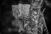 Un leopardo (Panthera pardus) de pie en un árbol cubierto de liquen. Masai Mara; Kenia - foto de stock