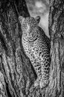 Leopardo (Panthera pardus) sentado en el tronco bifurcado de un árbol. Parque Nacional del Serengeti; Tanzania - foto de stock