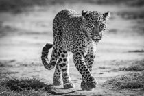 A leopard (Panthera pardus) walking towards the camera on a sandy track. Masai Mara; Kenya — Stock Photo