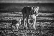 Eine Löwin (Panthera leo) geht neben ihrem Jungtier eine Kieslandebahn hinunter. Serengeti-Nationalpark; Tansania — Stockfoto