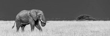 Ein afrikanischer Buschelefant (Loxodonta africana) in der Savanne geht durch langes, goldenes Gras, das im Kontrast zu den dunkelblauen Gewitterwolken hinter ihm steht. — Stockfoto