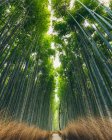 Bosque de bambú Kameyama; Kioto, Kansai, Japón - foto de stock