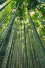 Бамбуковий ліс Камеяма; Кіото (Кансай, Японія). — стокове фото
