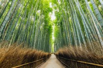 Бамбуковый лес Камеяма; Киото, Кансай, Япония — стоковое фото