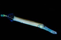 Le poisson-trompette chinois (Aulostomus chinensis) plane sur un fond d'obscurité au cratère Molokini situé au large de Maui ; cratère Molokini, Maui, Hawaï, États-Unis d'Amérique — Photo de stock