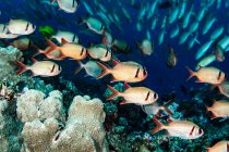 Unechte Soldatenfische (Myripristis kuntee) schwärmen in der Nähe eines Riffs vor der Küste von Maui; Hawaii, Vereinigte Staaten von Amerika — Stockfoto