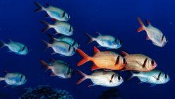 Pearly Soldierfish (Myripristis kuntee) schooling near a reef just offshore of Maui; Hawaii, United States of America — Stock Photo