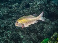 Bigeye Emperor (Monotaxis grandoculis) with a backdrop of coral on lava off the Kona coast, the Big Island; Island of Hawaii, Hawaii, United States of America — Stock Photo