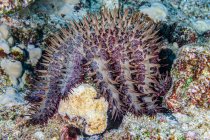 Primer plano de la estrella de mar que come coral Crown-of-Thorns (Acanthaster planci) cultivando un nuevo brazo (lado izquierdo sobre el Arroz Coral). Esto fue fotografiado mientras buceaba en la costa de Kona, la Isla Grande; Isla de Hawai, Hawái, Estados Unidos de América - foto de stock