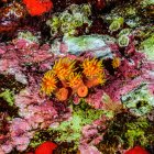Un grupo de Corales de Copa Naranja (Tubastraea coccinea) rodeados de algas corralinas rosadas (Florideophycaee, Rhodophyta) creciendo bajo un voladizo en el cráter Molokini, Maui, Hawai, Estados Unidos de América - foto de stock