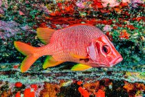 Sabre Squirrelfish (Sargocentrum spiniferum) positioned under an overhang on the backwall of Molokini Crater; Maui, Hawaii, United States of America — Stock Photo