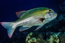 Bigeye Emperor (Monotaxis grandoculis) that was photographed underwater at Molokini Crater, near Maui; Molokini Crater, Maui, Hawaii, United States of America — Stock Photo