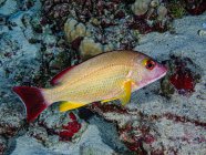 Blacktail Snapper (Lutjanus fulvus), a non-native fish species that was deliberately introduced to Hawaii in the 1950s, photographed under water at Molokini Crater which is offshore of Maui; Molokini Crater, Maui, Hawaii, United States of America — Stock Photo