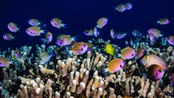 Agile Chromis (Chromis agilis) обучается по программе Finger Coral (Porites compressa). Эта подводная фотография была сделана возле Мемориала Капитана Кука, расположенного в Южной Коне, на Большом острове; остров Гавайи, Гавайи, Соединенные Штаты Америки — стоковое фото