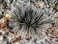 Banded sea urchin (Echinothrix calamaris) em um recife ao largo da costa de Kona, na Ilha Grande; Ilha do Havaí, Havaí, Estados Unidos da América — Fotografia de Stock