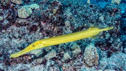 Chinese Trumpetfish (Aulostomus chinensis) yellow morph photographed under water off the Kona coast, the Big island; Island of Hawaii, Hawaii, United States of America — Stock Photo