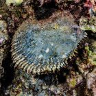 Una ostra de perlas de labio negro (Pinctada margaritifera) que ahora es una especie protegida, que vive en Haloha Reef, cerca de Maui, Hawai, EE.UU. Este es el animal que genera las perlas preciosas utilizadas en joyería; Maui, Hawaii, Estados Unidos de América - foto de stock