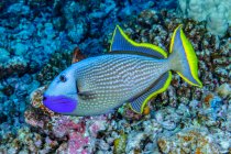 Bluegill Triggerfish macho (Xanthichthys auromarginatus) com uma barbatana dorsal espinhosa ereta fotografada sob a água ao largo de Maui, Havaí, EUA. Ele estava circulando acima de sua área de desova preparada, sugerindo que esta é uma exibição de namoro; Maui, Havaí, Unite — Fotografia de Stock