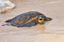 A Green sea turtle (Chelonia mydas) on the beach in the surf; Kihei, Maui, Hawaii, United States of America — Stock Photo