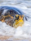 Una tartaruga marina verde (Chelonia mydas) sulla spiaggia nel surf; Kihei, Maui, Hawaii, Stati Uniti d'America — Foto stock