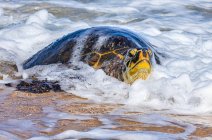 A Green sea turtle (Chelonia mydas) on the beach in the surf; Kihei, Maui, Hawaii, United States of America — Stock Photo