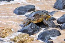 Green sea turtle (Chelonia mydas) on the rocks on a beach; Kihei, Maui, Hawaii, United States of America — Stock Photo